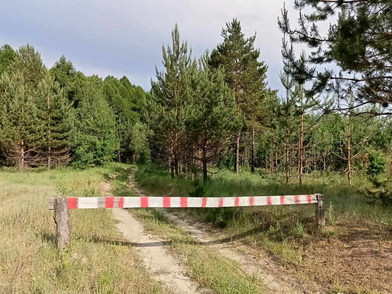 В регионе ввели ограничения на пребывание граждан в лесах