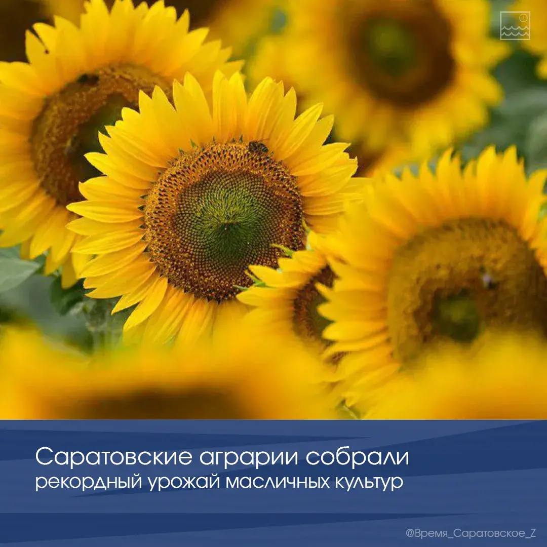 Саратовские аграрии собрали рекордный урожай масличных культур
