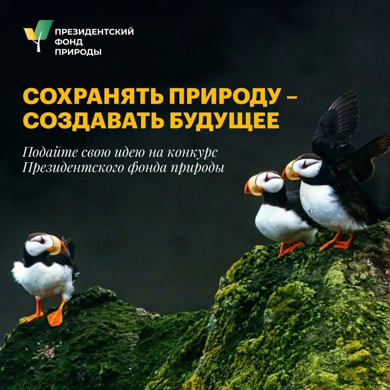 Саратовцев приглашают принять участие в конкурсе экологических и природоохранных проектов